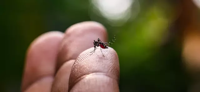 Na Contram O Do Pa S Mortes Por Dengue Ms Segue Casos